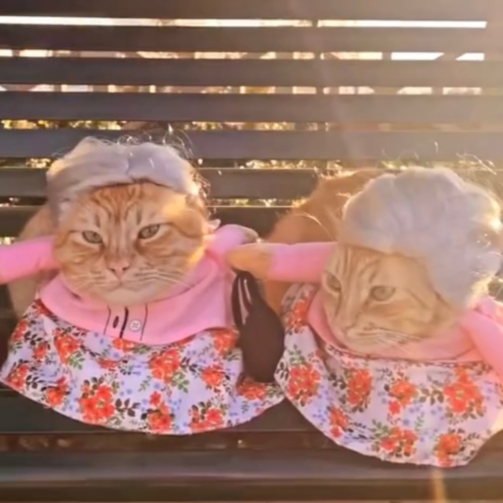 Front Walking Granny Dog & Cat Costume, Medium